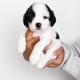 Black and white - Black and white male Cocker Spaniel puppy in Wahiawa, Hawaii from Versatile Ohana