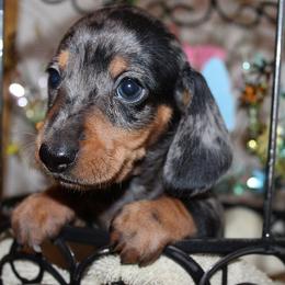 Girl 1 - Dapple female Dachshund puppy in Craig, Colorado from Rocky Mountain Shih Tzus and Dry Creek Miniature Dachshunds
