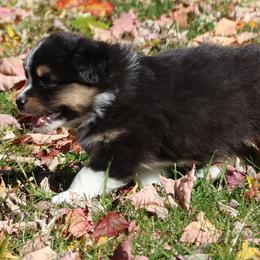 Sybil - Black tri-color female Australian Shepherd puppy in Springville, New York from RisingStar Australian Shepherds
