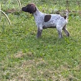 Liver and white female - Liver and white female German Shorthaired Pointer puppy in Freeport, Illinois from Rock Hollow Retrievers