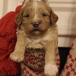 Cockapoo Puppies from Darling Doodles