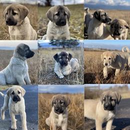 Anatolian Shepherd Dog Puppies from Wild Rooster Family Farm – AKC Anatolian Shepherd Breeder, OFA Health Tested