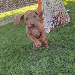 Rupert - Golden rust male Vizsla puppy in Queen Creek, Arizona from Summit Vizslas