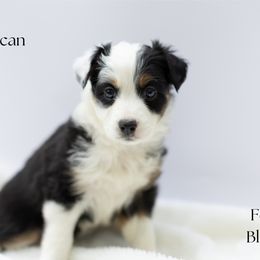 Pecan - Black tri female Miniature Australian Shepherd puppy in Wooster, Ohio from Kari's Mini Aussies