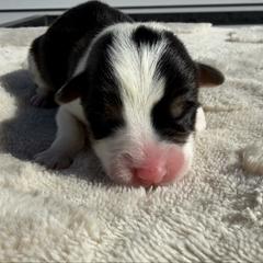 Kairo - Black and tan male Pembroke Welsh Corgi puppy in Fairchild, Wisconsin from Reigning Corgis