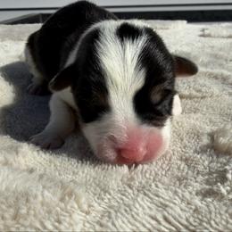 Kairo - Black and tan male Pembroke Welsh Corgi puppy in Fairchild, Wisconsin from Reigning Corgis