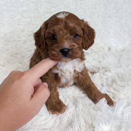 Perry - Apricot male Cavapoo puppy in Reeds Spring, Missouri from As Good As Goldendoodles and more