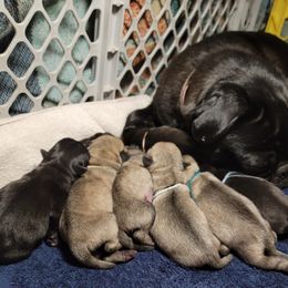 Golden Retriever and Pug Puppies from Paradise Peaks