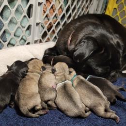 Golden Retriever and Pug Puppies from Paradise Peaks