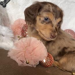 Dachshund and Miniature Schnauzer Puppies from The Bossy Doxie Farm
