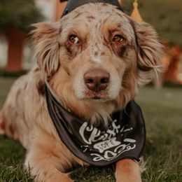 Aussiedoodles and Miniature Australian Shepherds from Double E Doodles