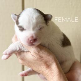 Girl 2 - Chocolate female Pomsky puppy in Grass Valley, California from Karalot Pomskies