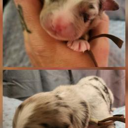 Linus - Blue merle male Miniature Australian Shepherd puppy in Macomb, Missouri from Faunus Farms and Aussies