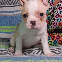 Beau - Cream male French Bulldog puppy in Elberta, Alabama from Old Orchard Farm