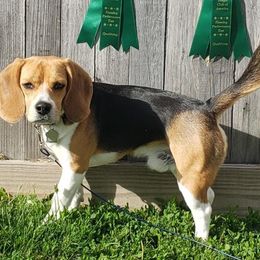 Scout - Beagle
