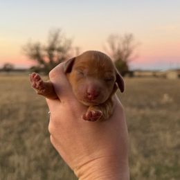 Merry - Dapple female Dachshund puppy in Rising Star, Texas from Boring Weenies