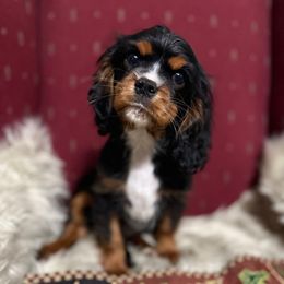 Malik - Black and tan male Cavalier King Charles Spaniel puppy in Broken Arrow, Oklahoma from Cavalier King Charles Heartland
