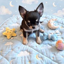 Jackson - Black and tan male Chihuahua puppy in Cape Coral, Florida from Inspired Chihuahuas