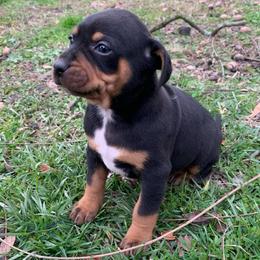 Girl 5 - Black female Catahoula Leopard Dog puppy in Gadsden, Alabama from Rich Cat’s