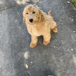 French Bulldog and Goldendoodle Puppies from The Pup Spot