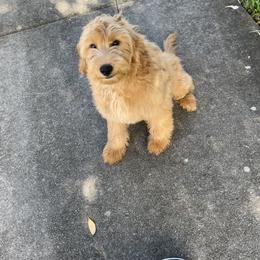 French Bulldog and Goldendoodle Puppies from The Pup Spot