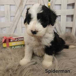 Spiderman - Black and white male Sheepadoodle puppy in Farley, Iowa from Iowa's Doodle Co.