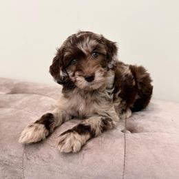 Staten - Merle male Goldendoodle puppy in Allen, Texas from Calena’s Doodles