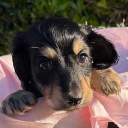 Tony - Black and tan male Dachshund puppy in Hanford, California from Cooper Gals Doxies