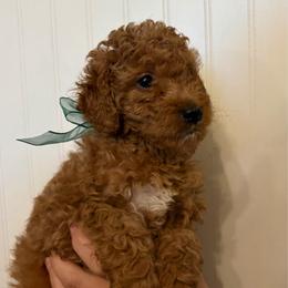 Squints - Red  male Goldendoodle puppy in Dayton, Tennessee from MK Goldendoodles