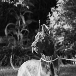 Great Dane puppies from Folklore Kennel