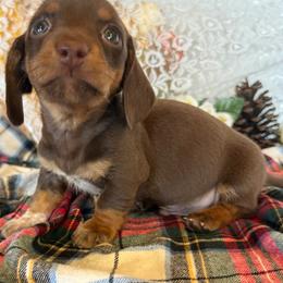 Brownie - Chocolate and tan male Dachshund puppy in Mountain Home, Arkansas from Furry Friends Kennel