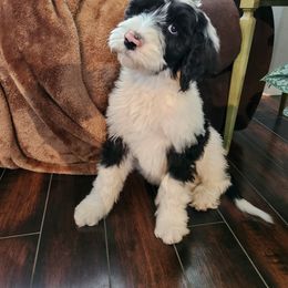 Sheepadoodle Puppies from Iroz doodles