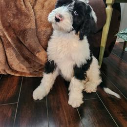 Sheepadoodle Puppies from Iroz doodles