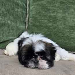 Maggie - Tricolor female Shih Tzu puppy in Turbotville, Pennsylvania from Melanie's Little Lions