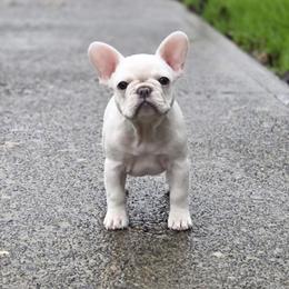 Bianca - French Bulldog
