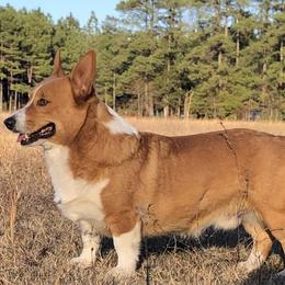 Stetson  - Pembroke Welsh Corgi