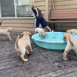 Labrador Retriever Puppies from Jewell Labradors