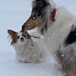 Collies and Papillons from Glenara Collies & Papillons