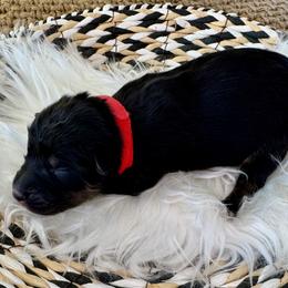 Minnie - Black tri-color female Australian Shepherd puppy in Zwingle, Iowa from Homestead Aussies & Doodles