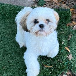 Penny - Shih Tzu
