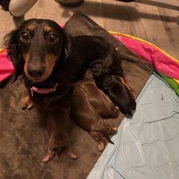 Sushi - Dachshund