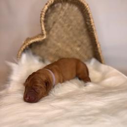 Mardi - Yellow female Labrador Retriever puppy in Rocky Top, Tennessee from Rocky Top Retrievers