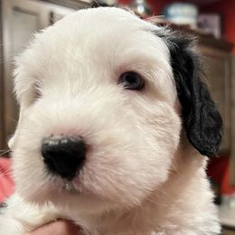Old English Sheepdogs from Rainbow Acres Old English Sheepdogs
