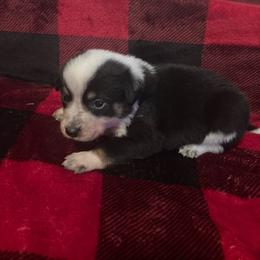 Milky Way - Blue male Australian Cattle Dog puppy in Lancaster, Minnesota from Weleski Chocolate Heelers