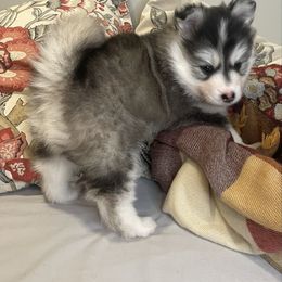 Cookies and Cream Cake - Black and white female Pomsky puppy in Blue Earth, Minnesota from Blue Sky Pomsky