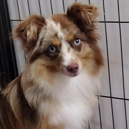 Ranger - Red merle male Toy Australian Shepherd puppy in Ada, Oklahoma from Caprock Mini & Toy Aussies