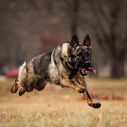 German Shepherds from von der Höllen Feüer
