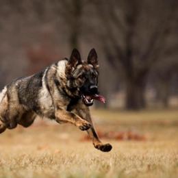German Shepherds from von der Höllen Feüer