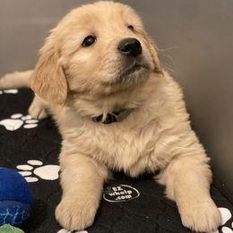 Golden Retriever Puppies from Rainy Day Goldens