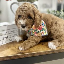 Cavapoo Puppies from Mustard Seed Cava Co.